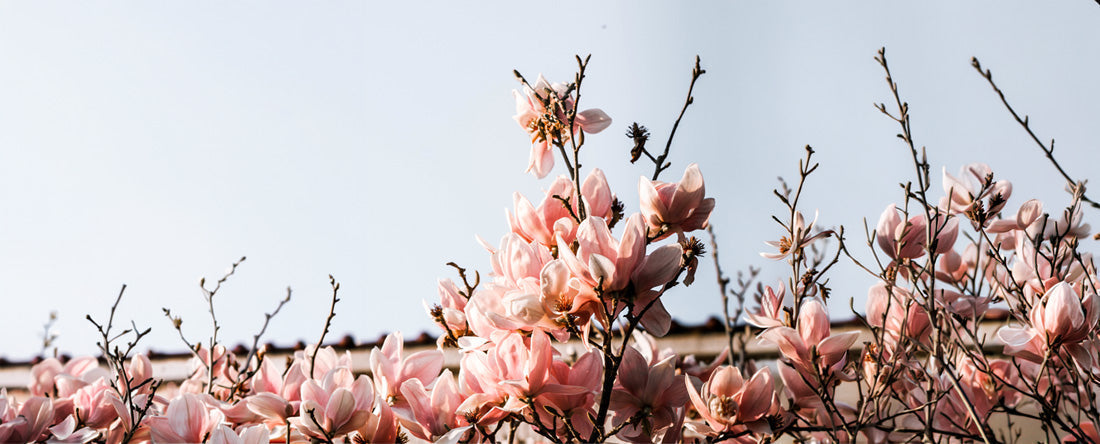 Why We Love Working with Floral Botanicals at INKY Ingredients