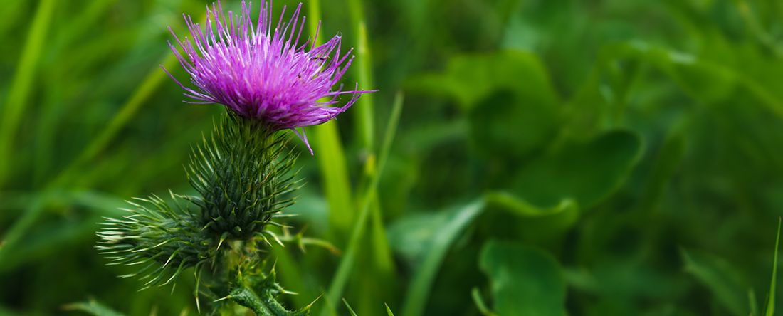 Close up of a singular Milk Thistle Plant 