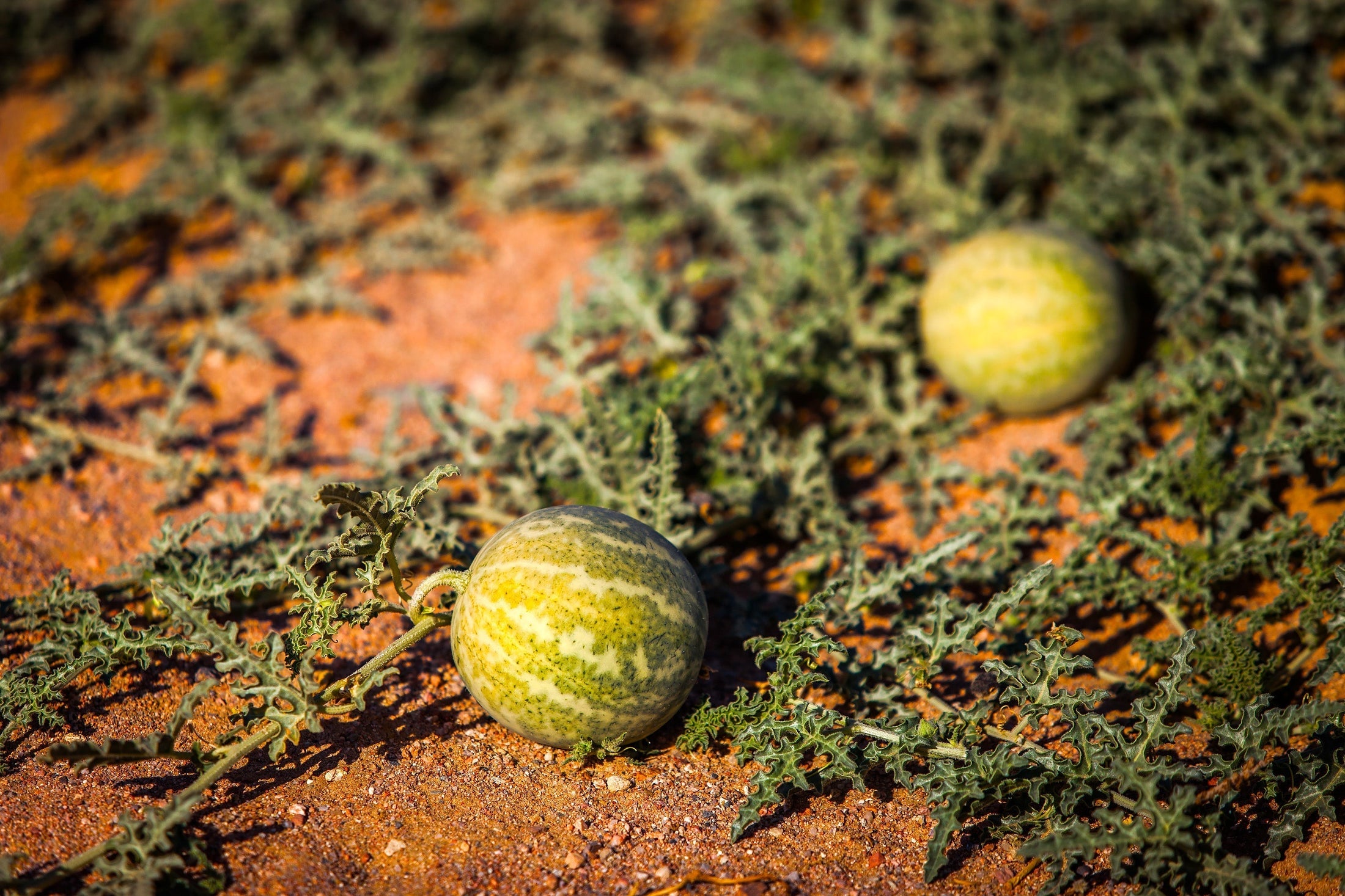 Kalahari Melons 