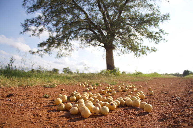 Marula Core From Seed to Skin | Marula Oil | INKY Ingredients