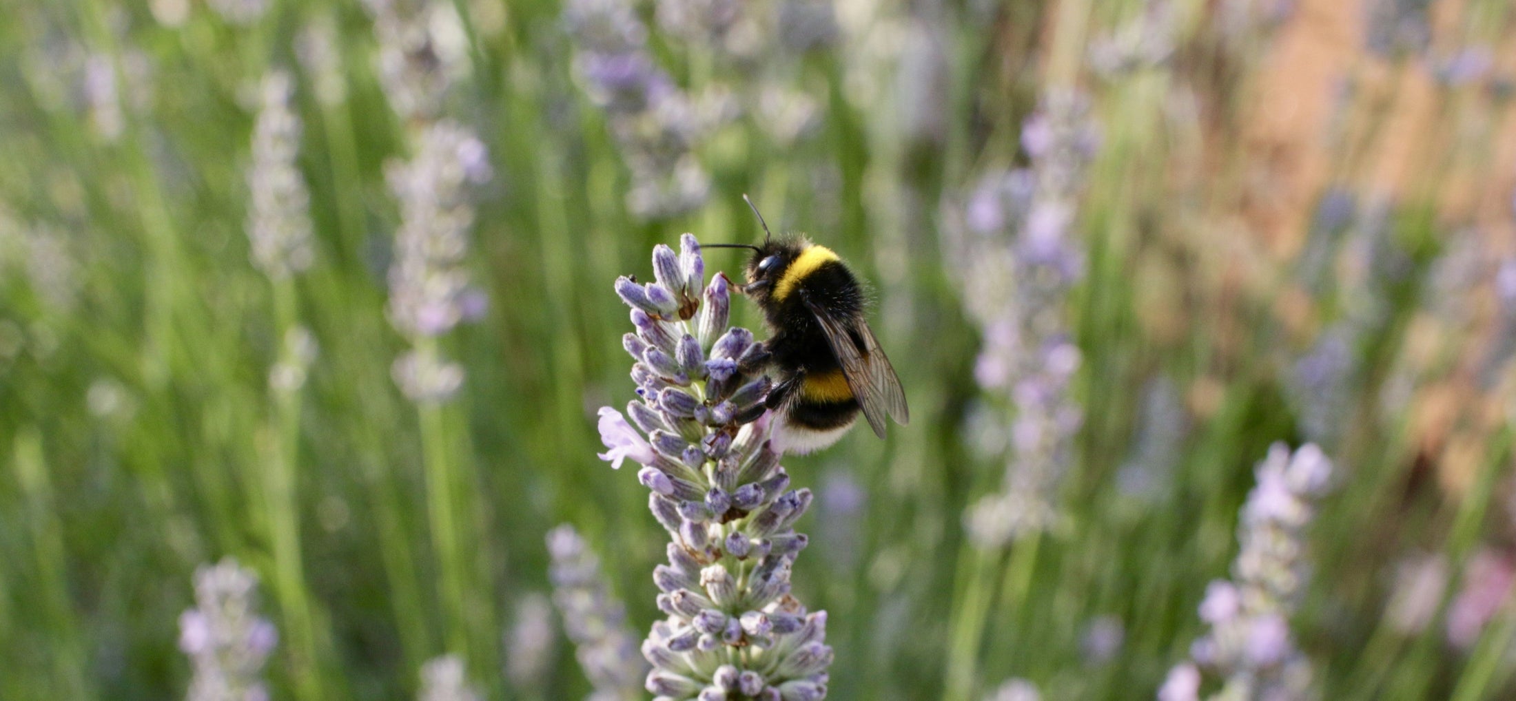 Buzzing About Beauty | Beeswax and Vegan Alternatives